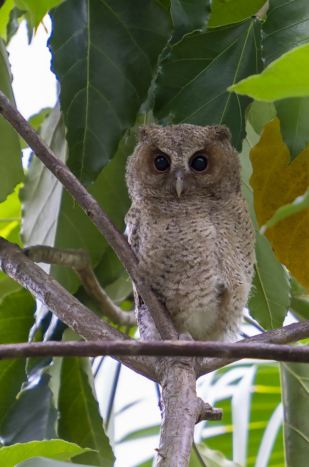 Collared Scops Owl DSC04656.jpg