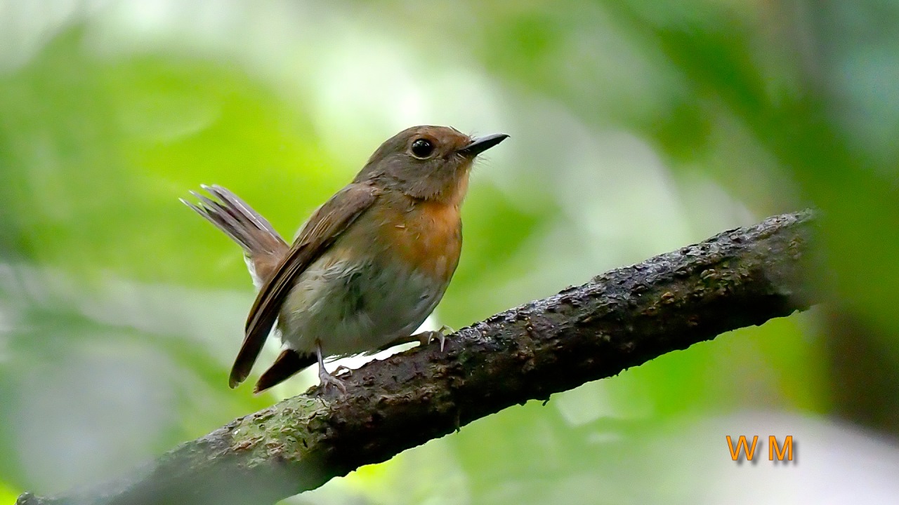 HainanBlueFlycatcher(F)01.jpg