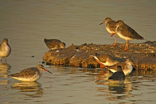 redshanks DSCN4018.jpg