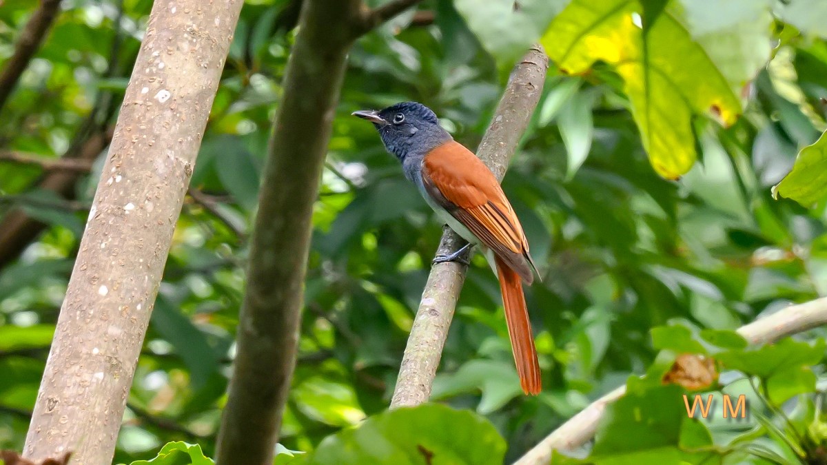 AsiaParadiseFlycatcher3.jpg