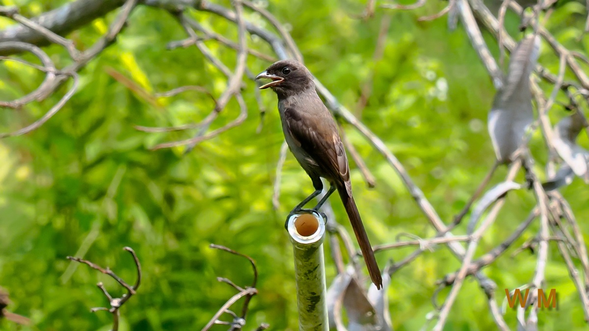 Long-tailed Shrike dark morph2.jpg