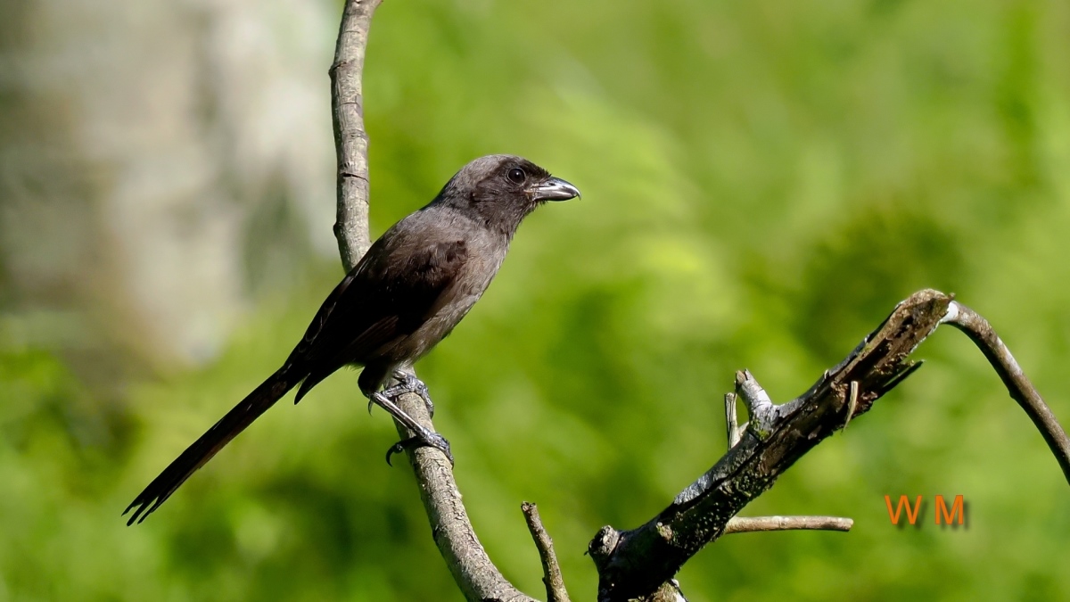 DuskyShrike03.jpg