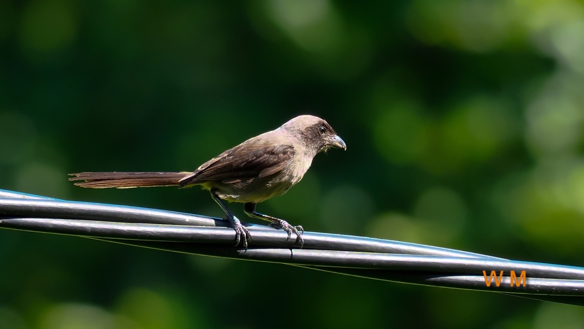 DuskyShrike04.jpg