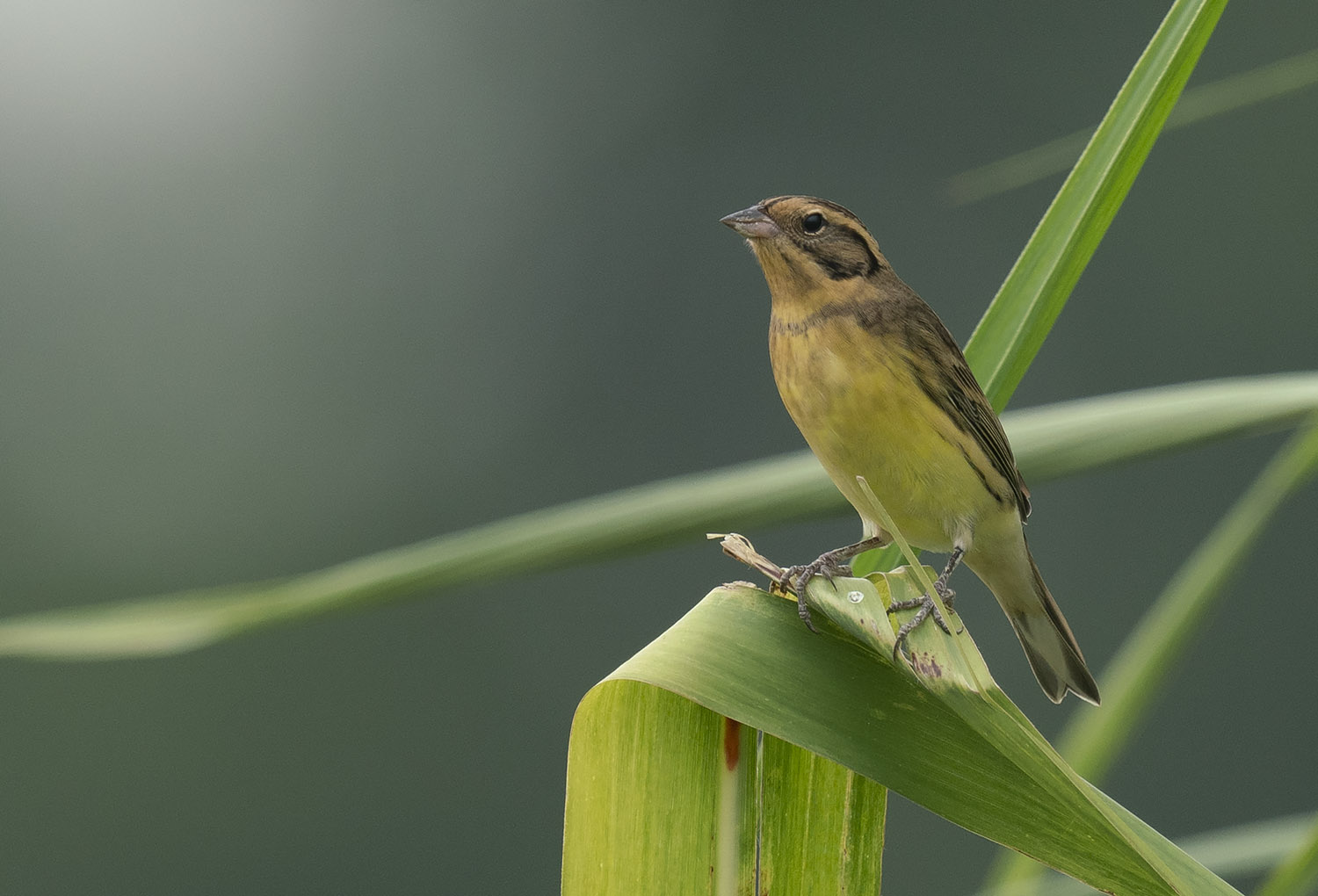 Yellow-breast Bunting DSC09342.jpg