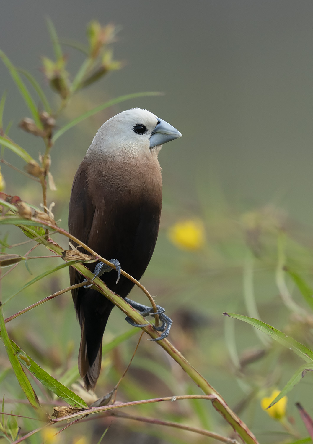 White-headed Munia DSC00494.jpg