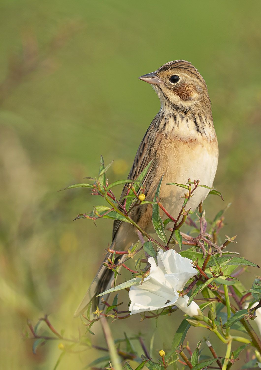 Chestnut-Eared Bunting DSC00787.jpg