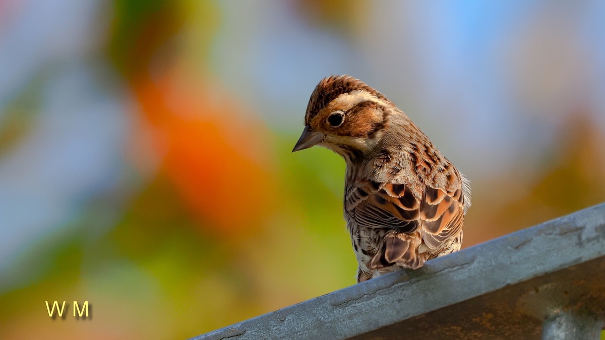 LittleBunting.jpg