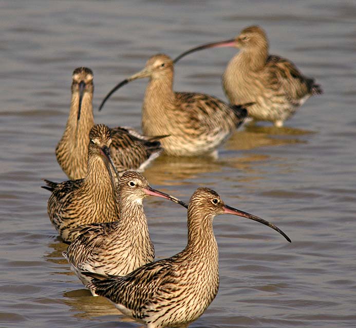 curlews DSCN3947.jpg