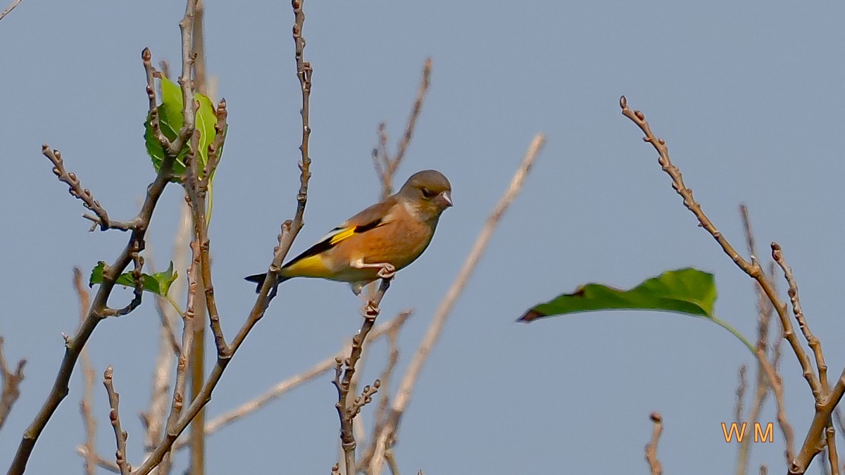 Grey-cappedGreenfinch1.jpg