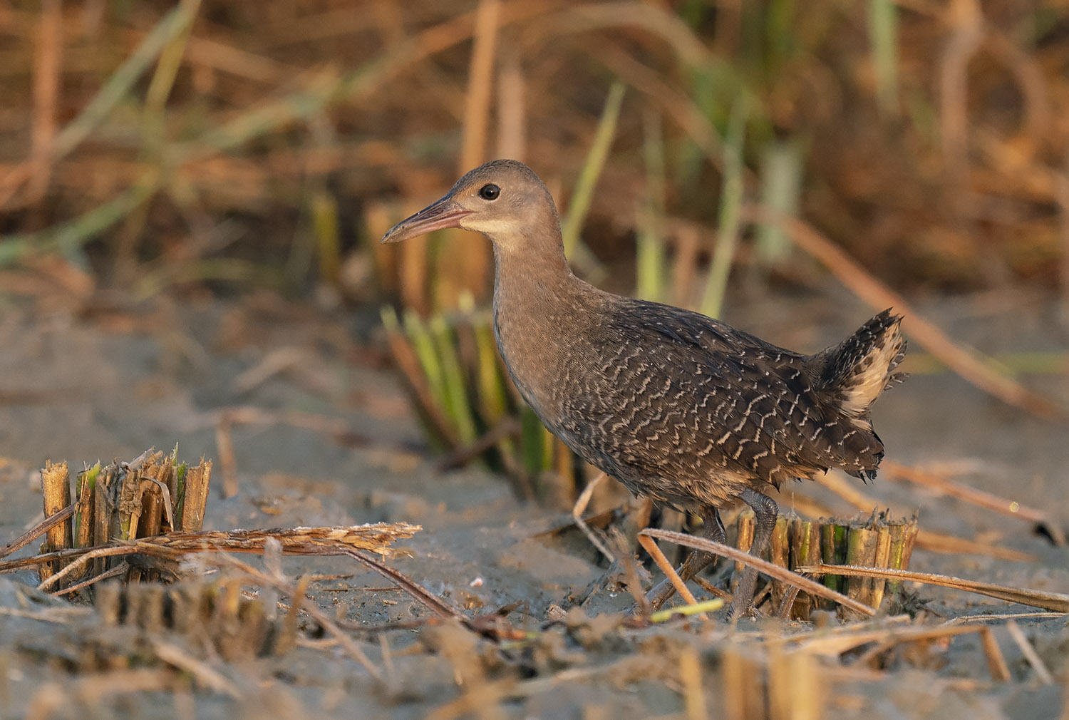 Slaty-breasted Rail DSC02688.jpg