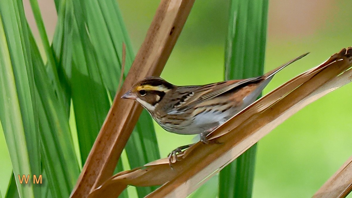 Yellow-browedBunting1.jpg