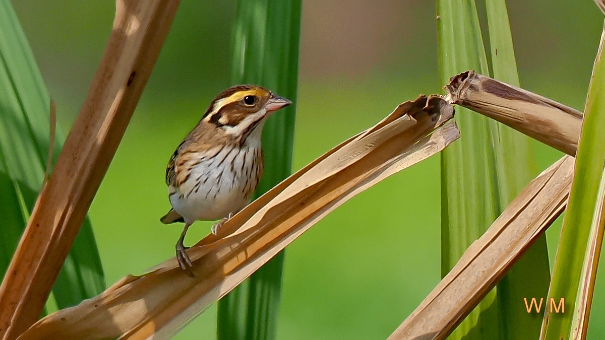 Yellow-browedBunting2.jpg