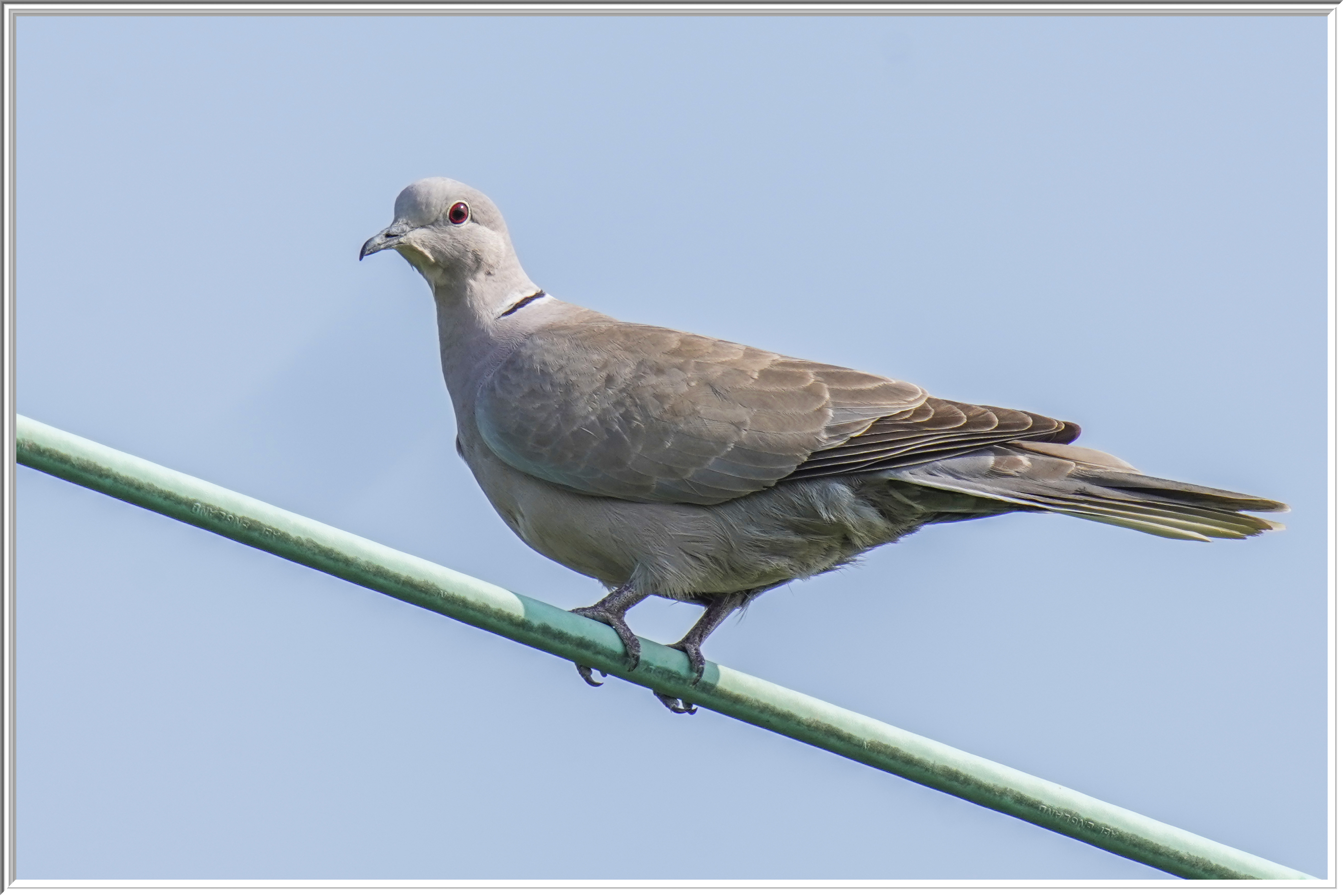 灰斑鳩(Collared Dove) - Doves 鳩- Landbirds 陸鳥- HKBWS Forum 香港 