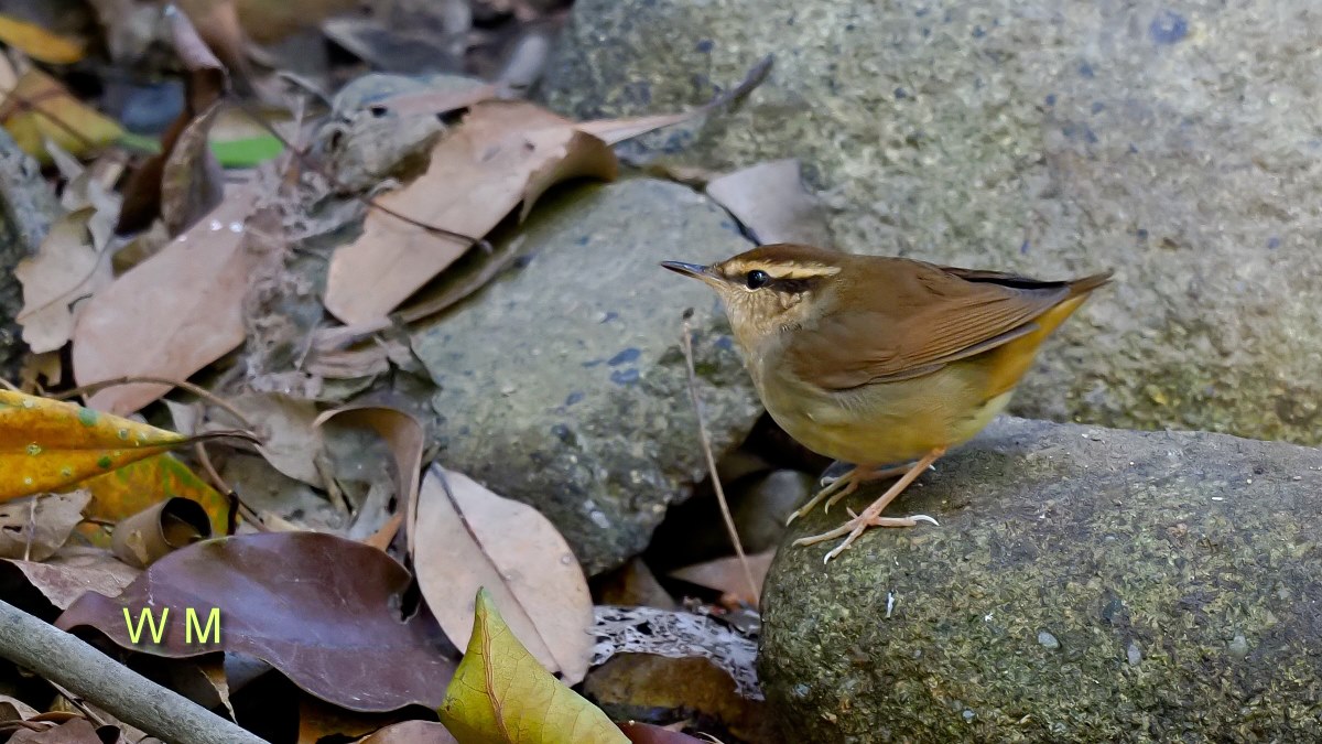 AsianStubtailWarbler1.jpg