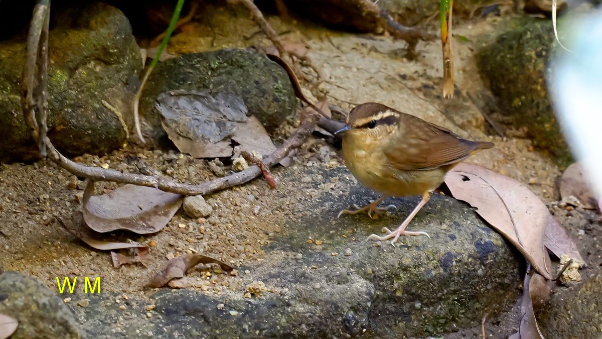 AsianStubtailWarbler2.jpg