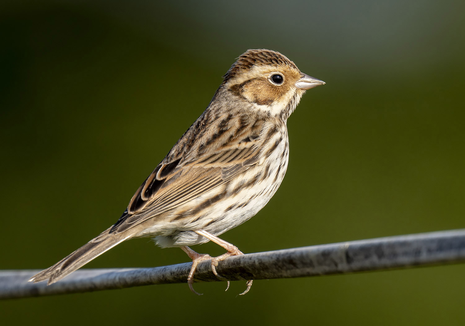 Little Bunting DSC01228.jpg