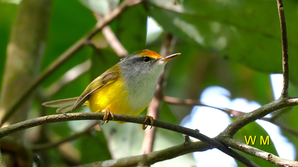 MountainTailorbird.jpg