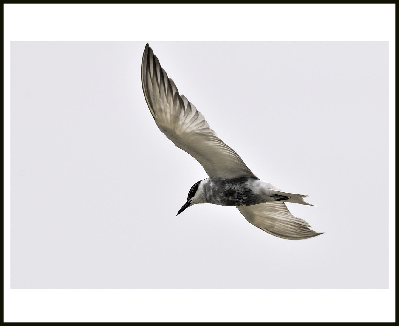 Whiskered Tern 1.jpg