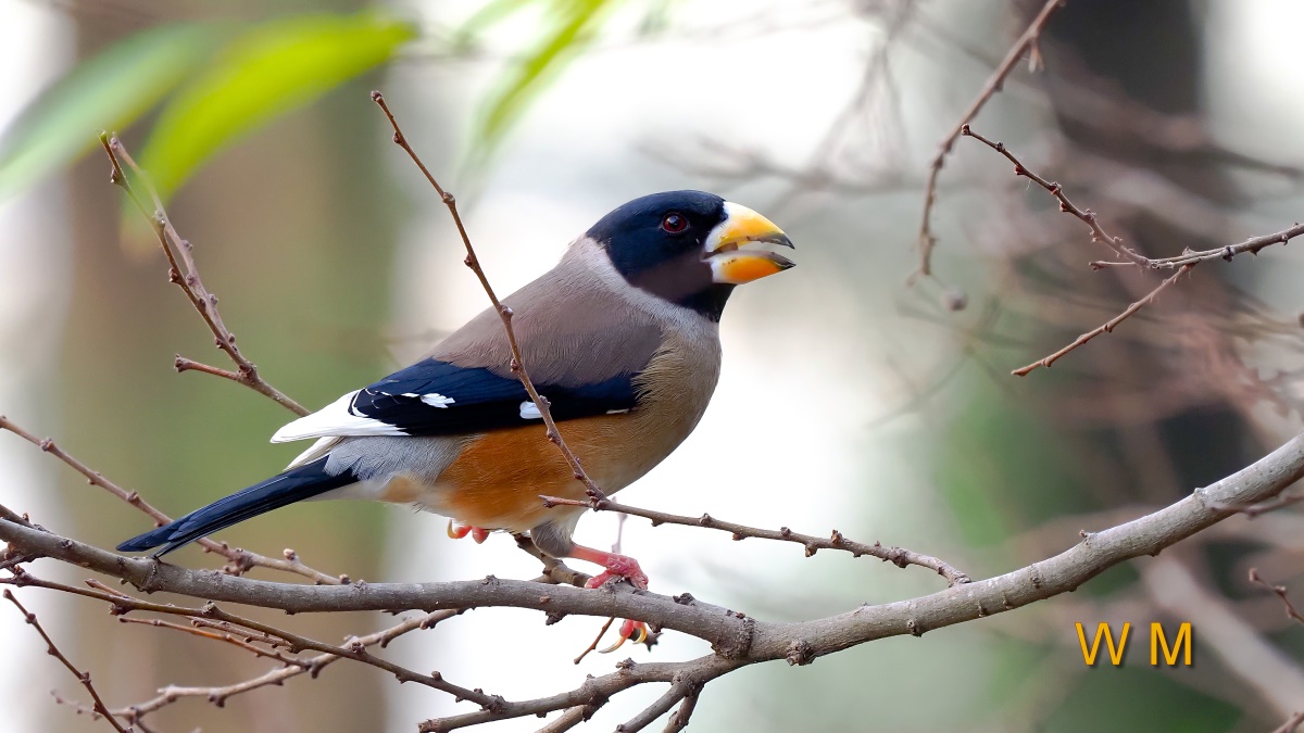 Yellow-billedGrosbeak(M)1.jpg