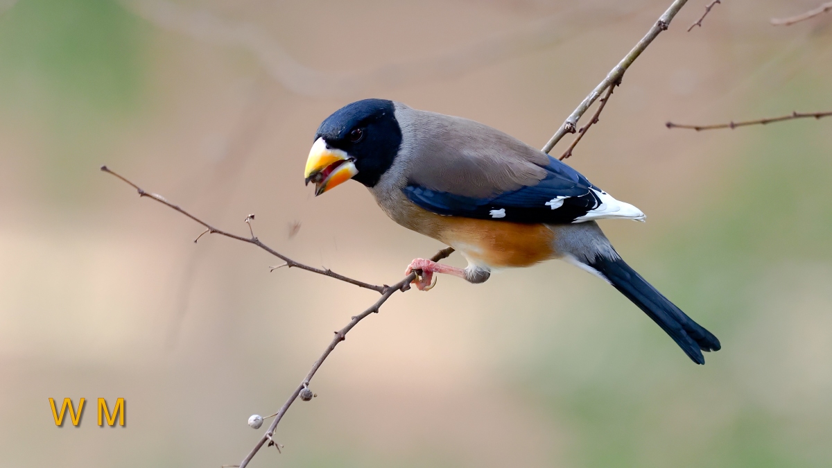 Yellow-billedGrosbeak(M)2.jpg