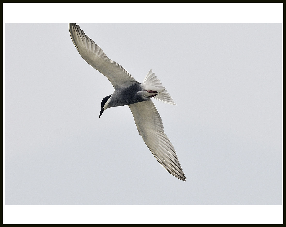 Whiskered Tern 2.jpg