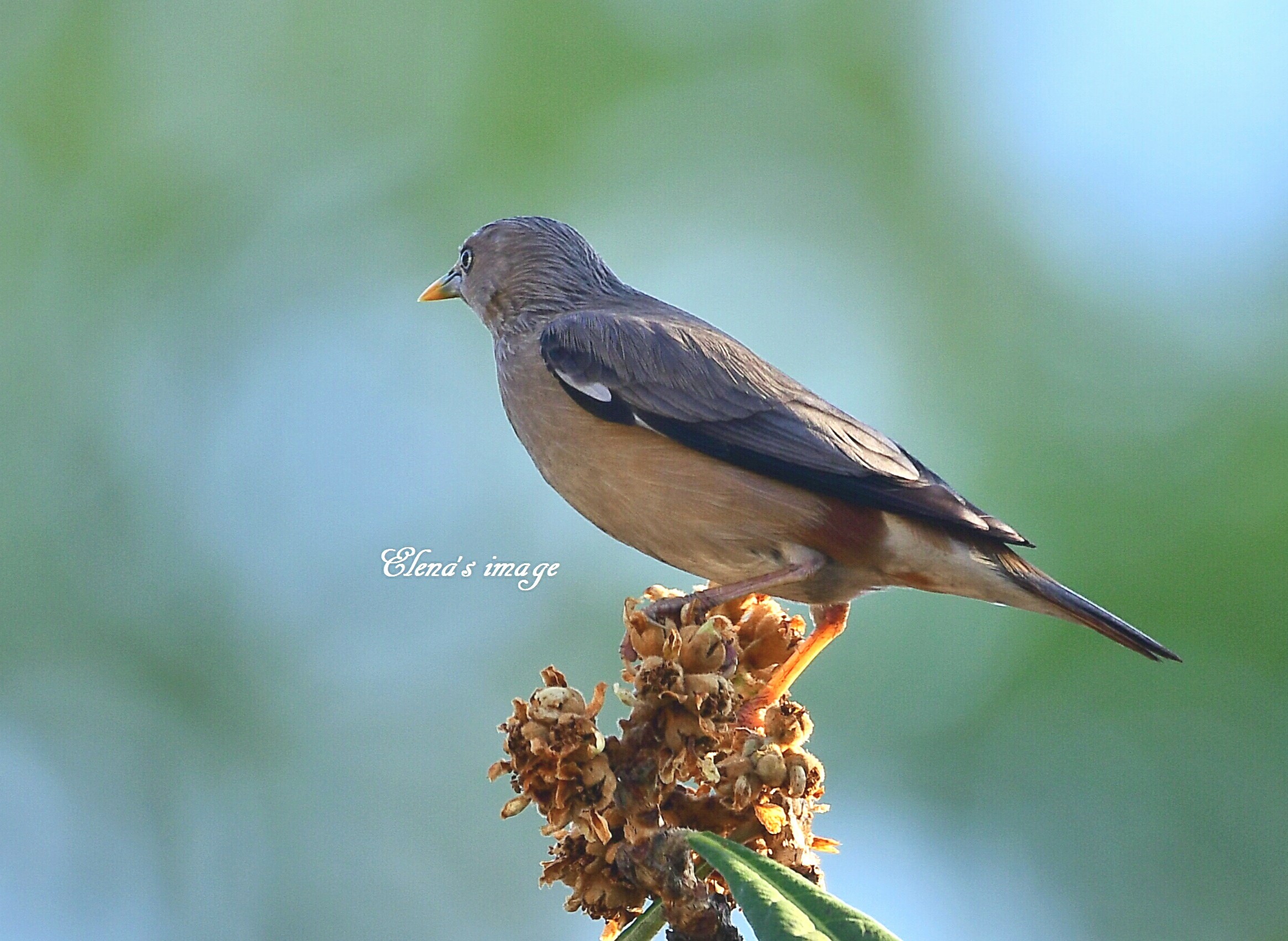 灰頭椋鳥2_26_12_2019_2019.JPG