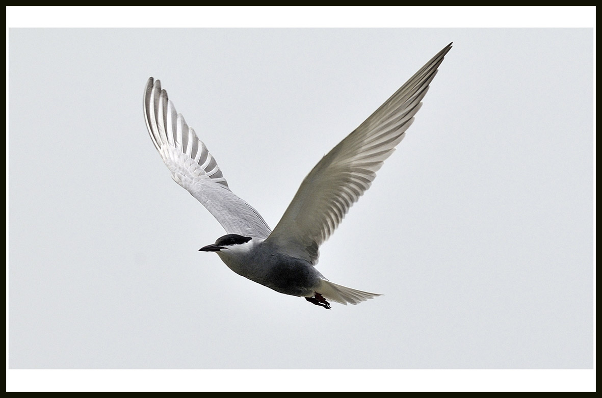 Whiskered Tern 3.jpg