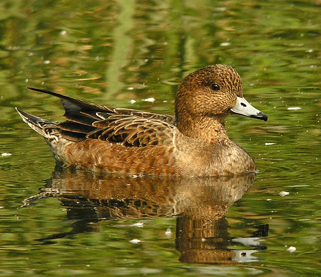 eurasian wigeon.fem DSCN4471.jpg