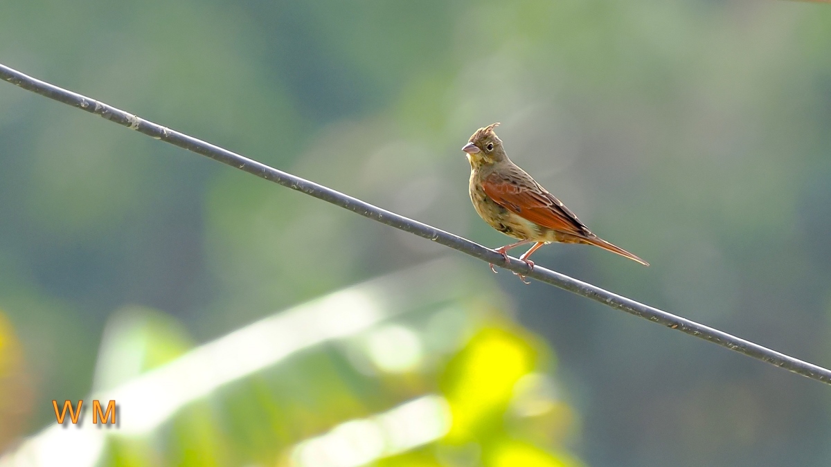 CrestedBunting1.jpg