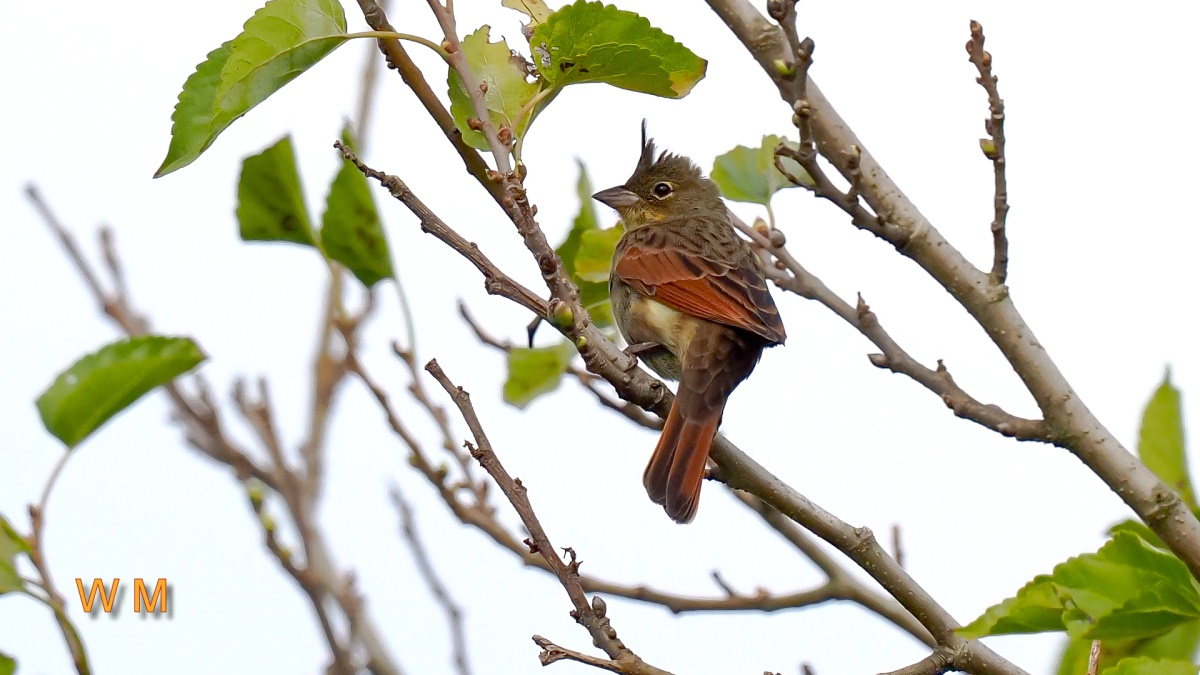 CrestedBunting3.jpg