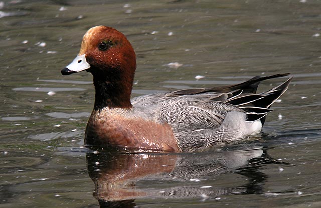 euransian wigeon.male DSCN4347.jpg