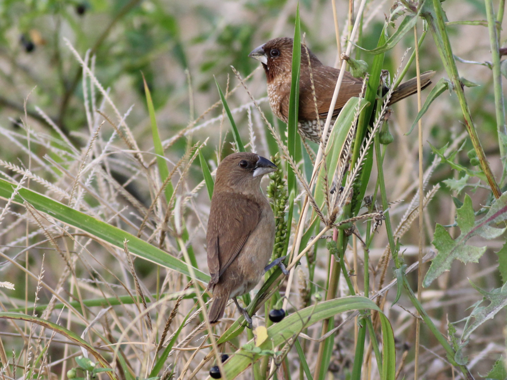 Scaly-breasted Munia 190228.JPG