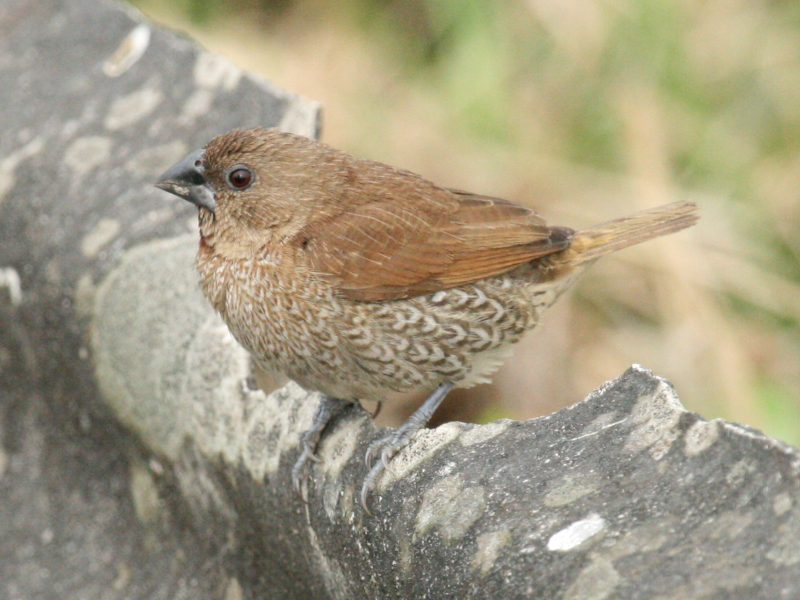 Scaly-breasted Munia.jpg