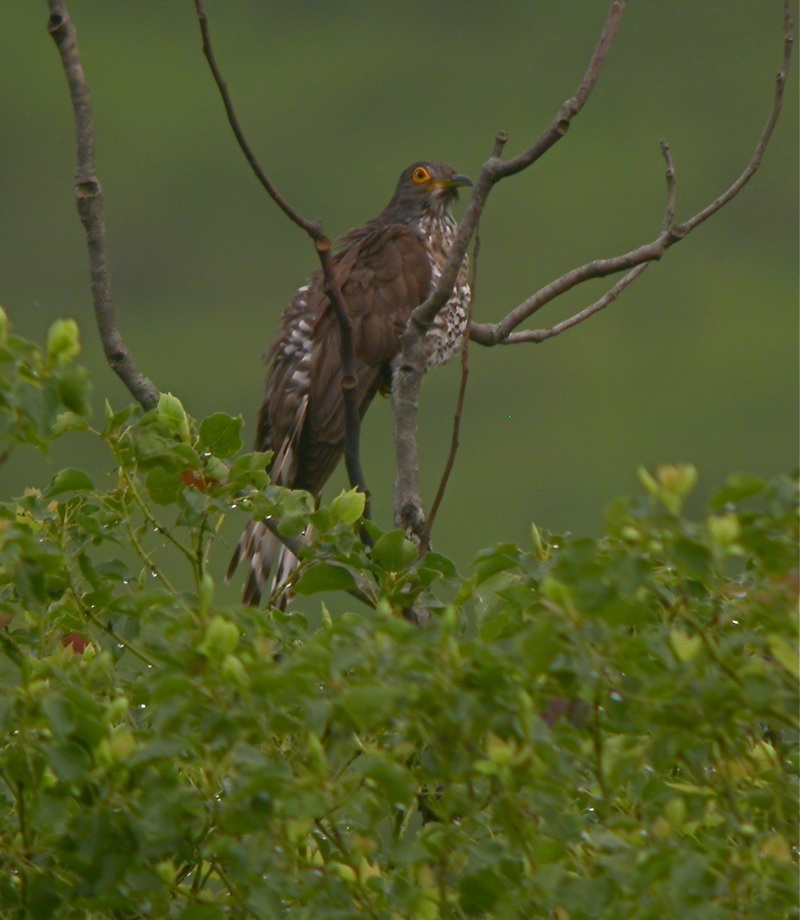 DSCN8501LH Cuckoo.bf.jpg