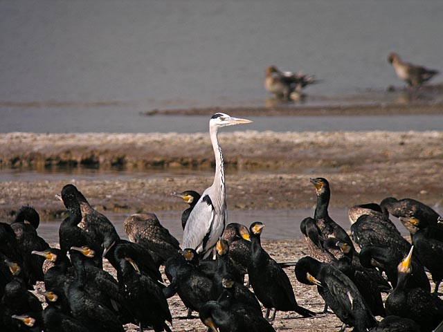 grey heron.cormorants DSCN3730.jpg