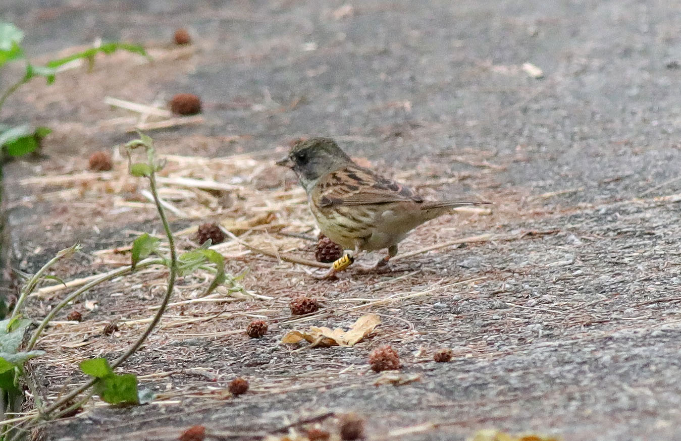 Black-faced Bunting D11 1.JPG