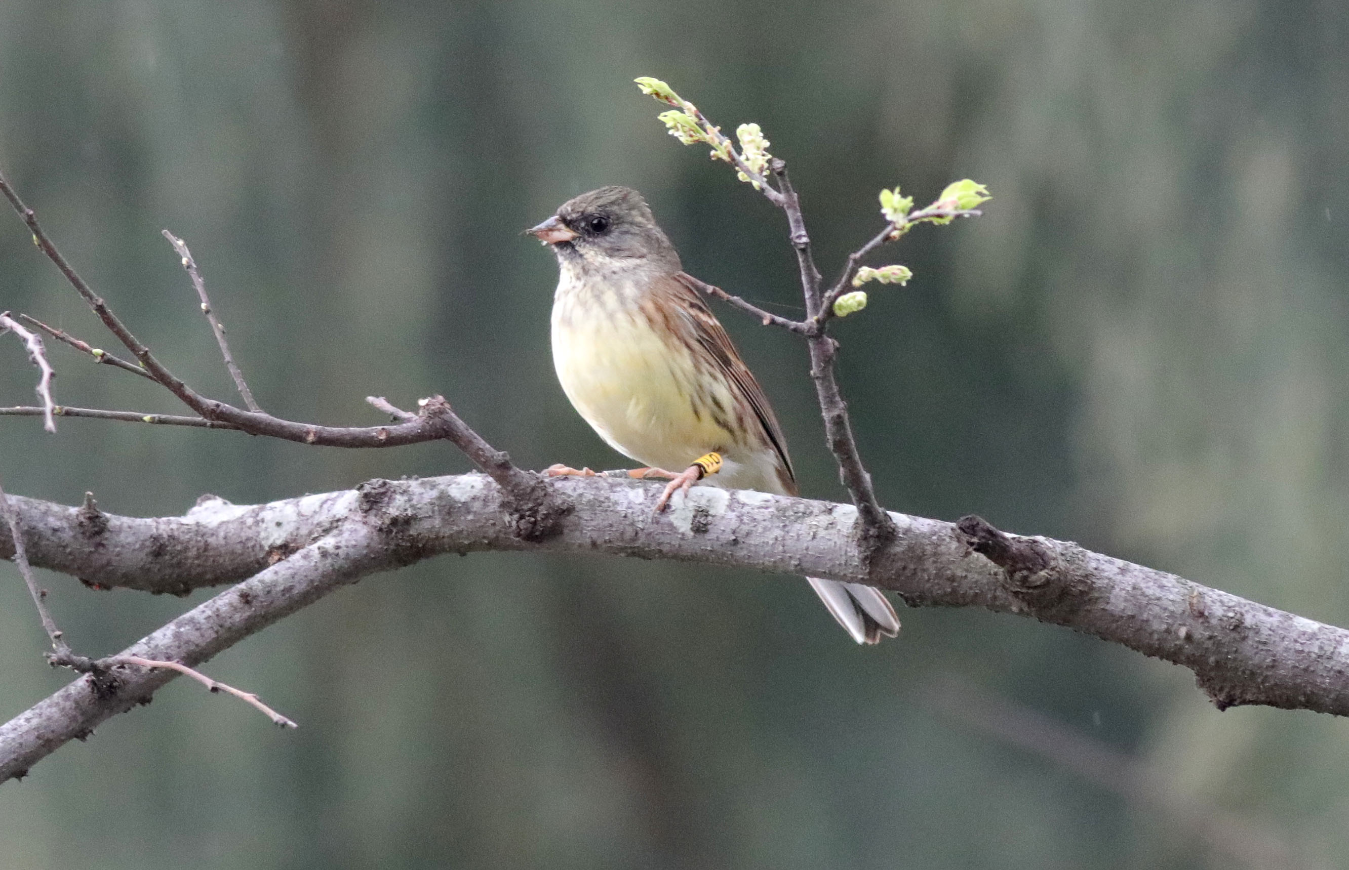 Black-faced Bunting D11 4.JPG