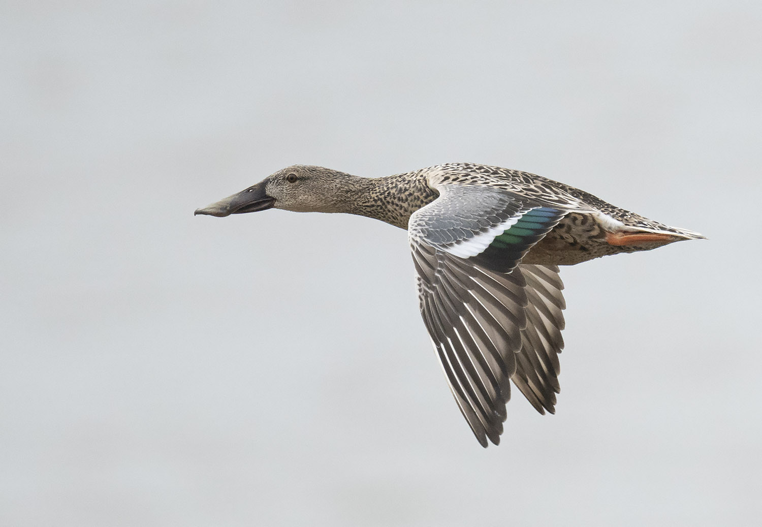 Northern Shoveler DSC01189.jpg