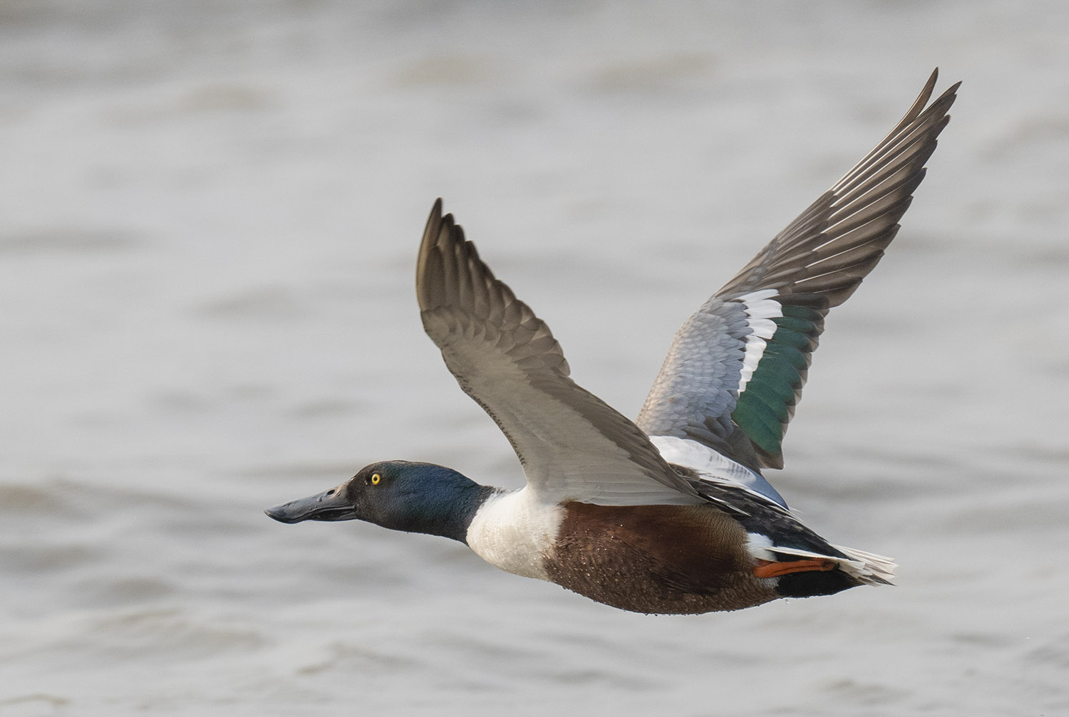 Northern Shoveler DSC04287.jpg