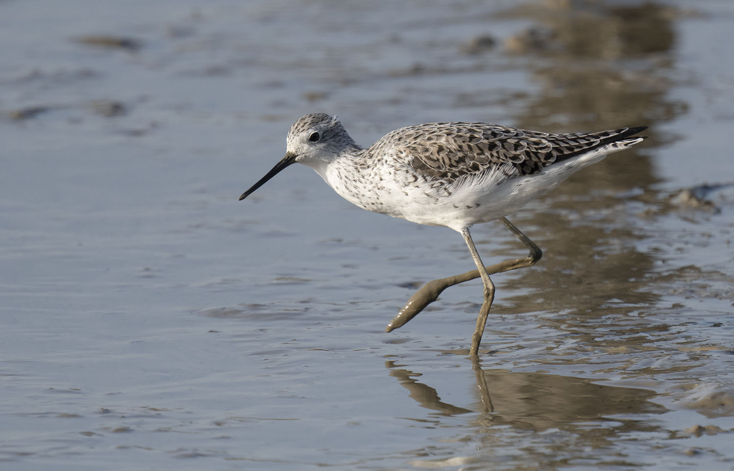 Marsh Sandpiper DSC05285.jpg