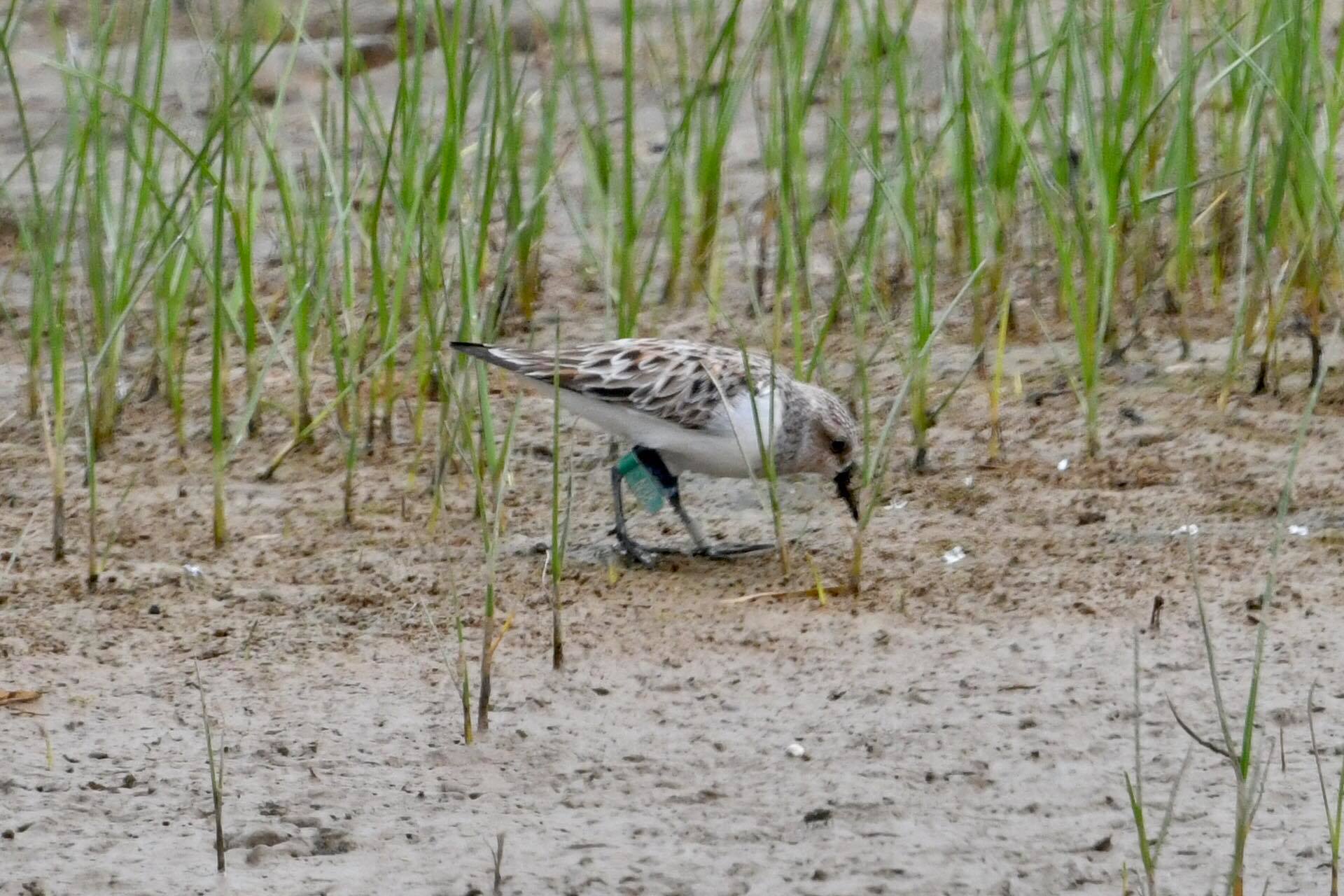 N38_billchan_2020-0414-1214-birdhide#3.jpg