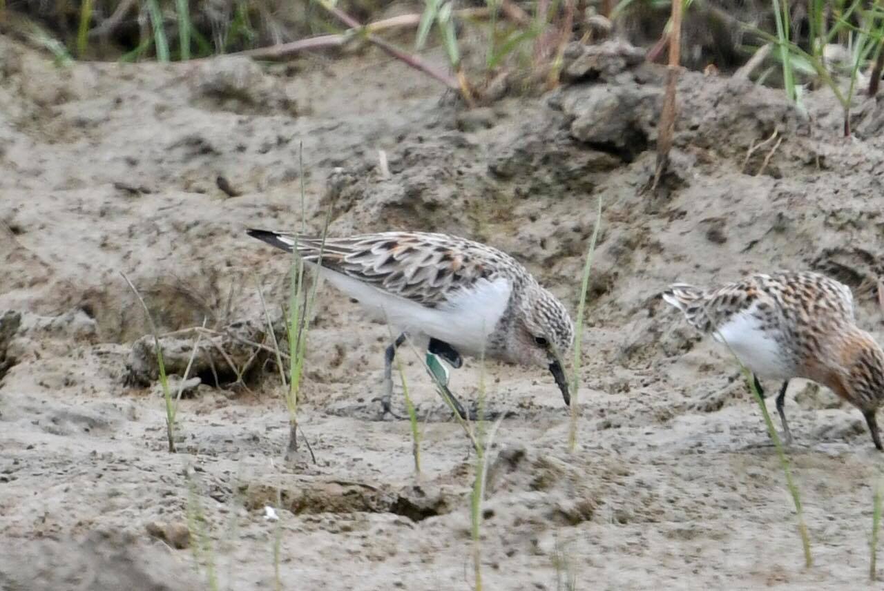 N38_billchan_2020-0414-1214-birdhide#3-02.jpg