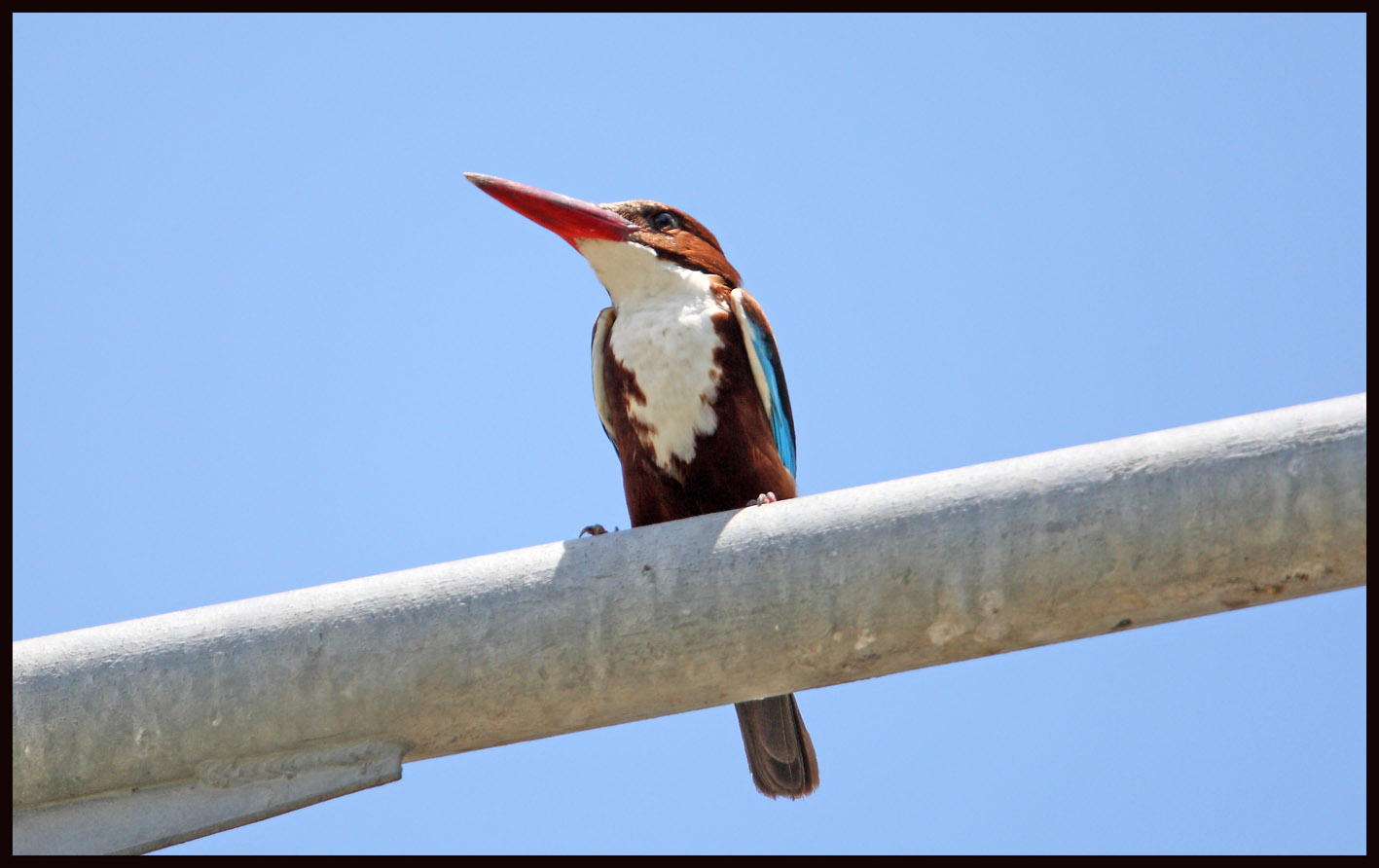 White-breasted kingfisher 4.jpg