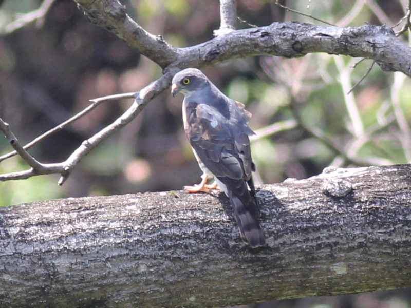 Chinese Sparrowhawk 1.JPG