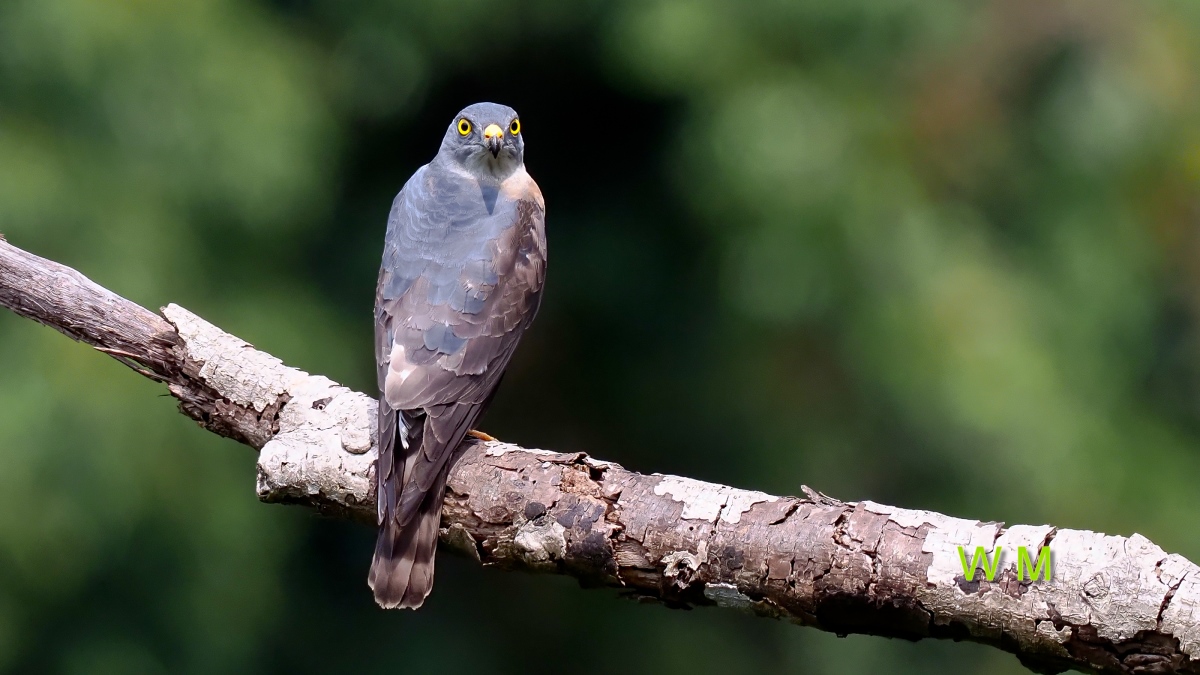 ChineseGoshawk2.jpg