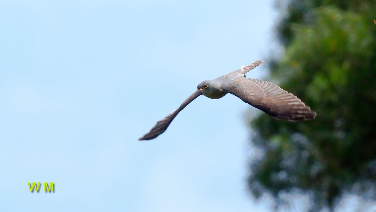 ChineseGoshawk3.jpg