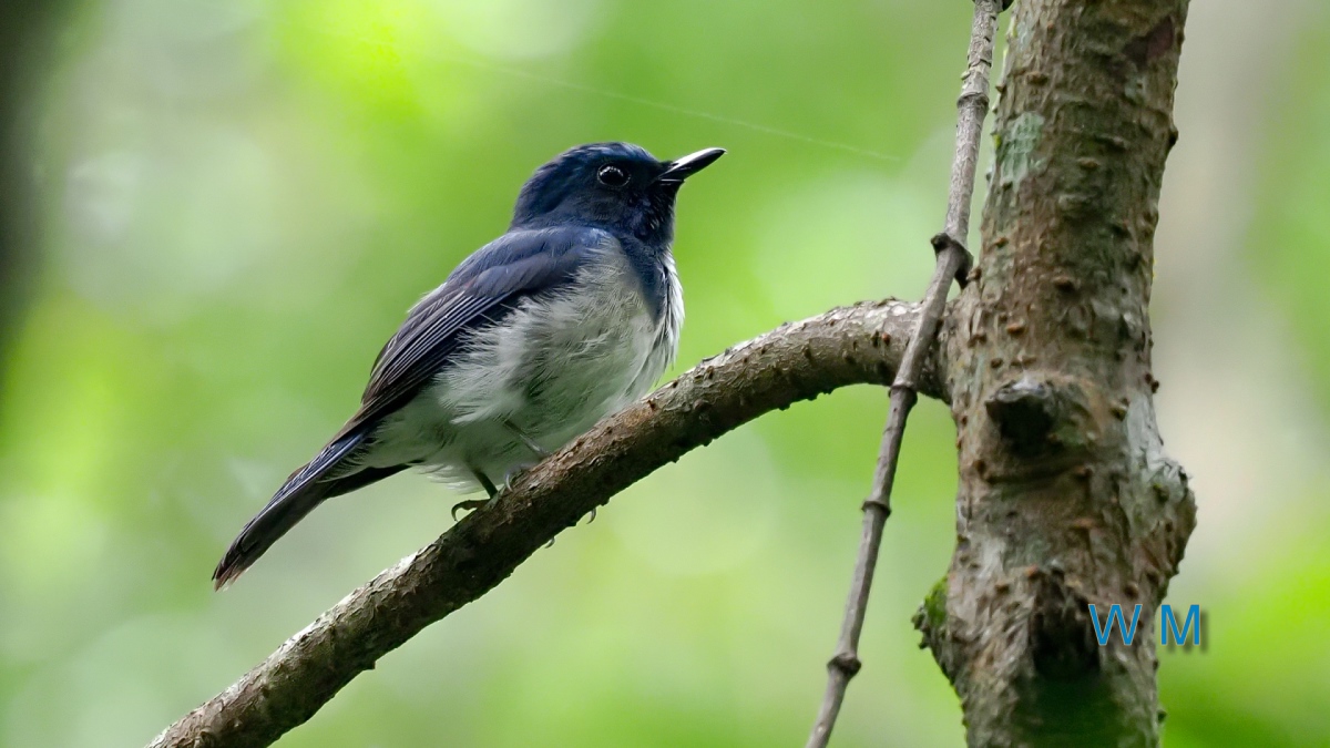 HainanBlueFlycatcher2.jpg