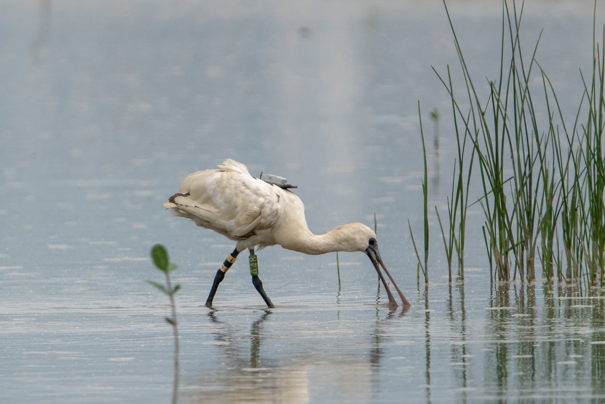 Black-faced Spoonbill A48.jpg