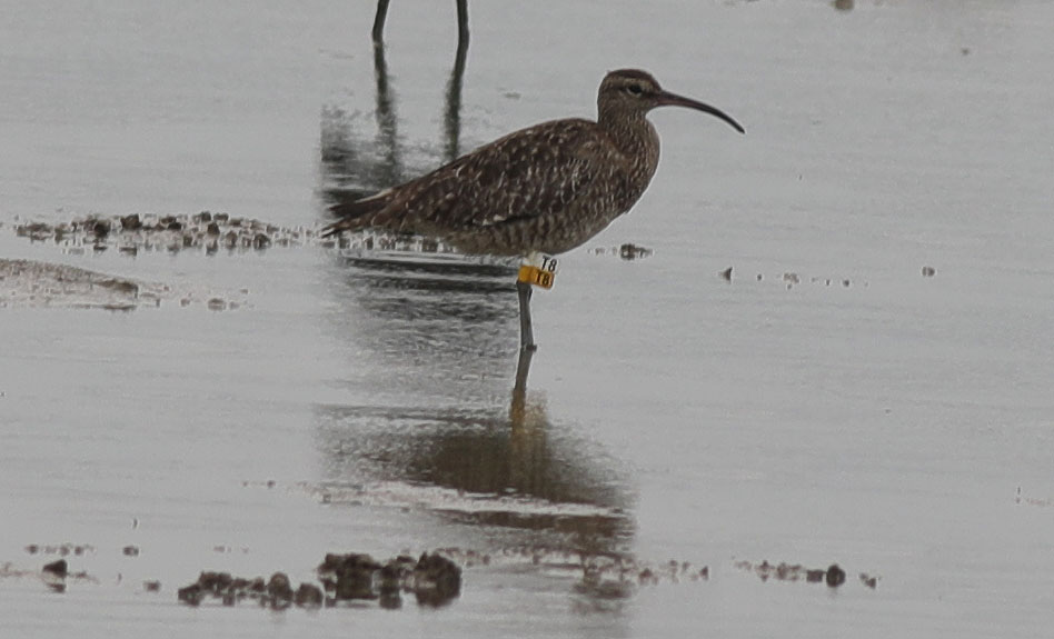 Whimbrel T8 4.JPG