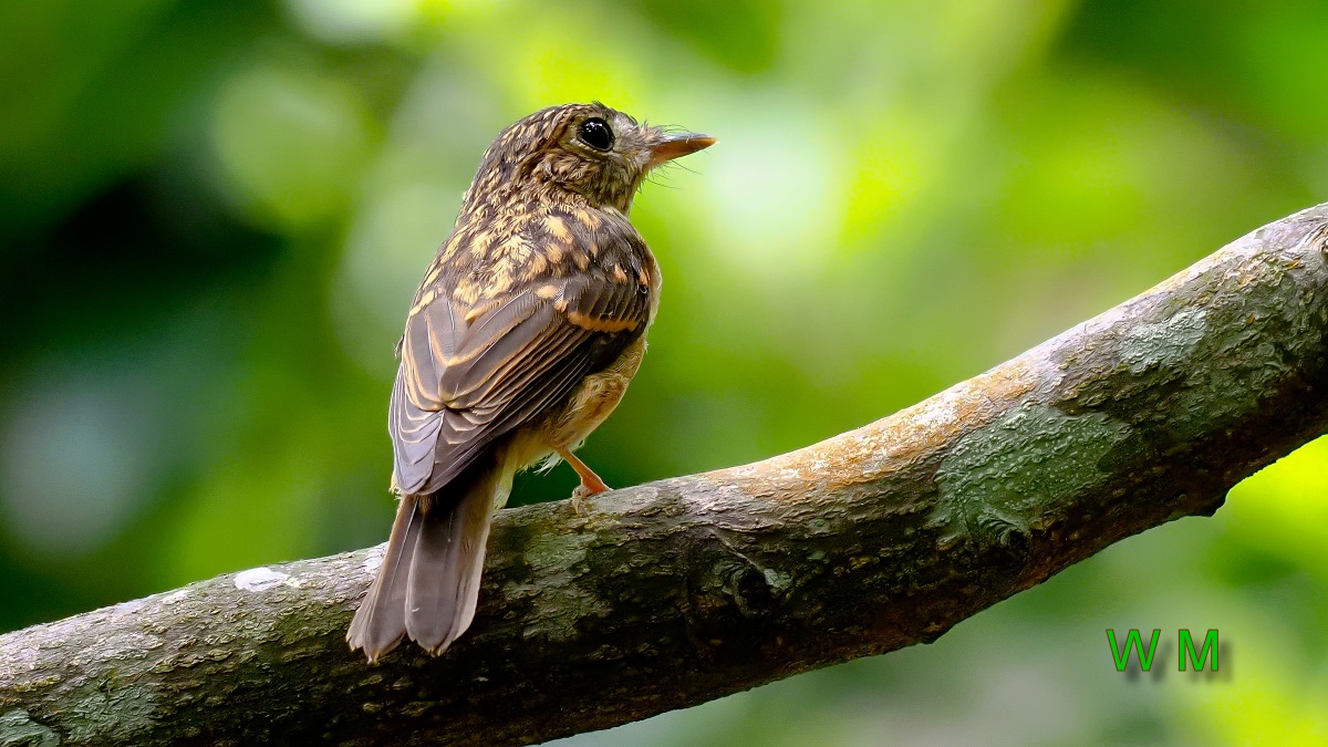 BrownBreastedFlycatcher01.jpg